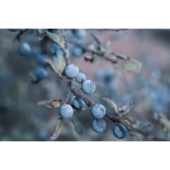 Organic Dry Indigo Leaves